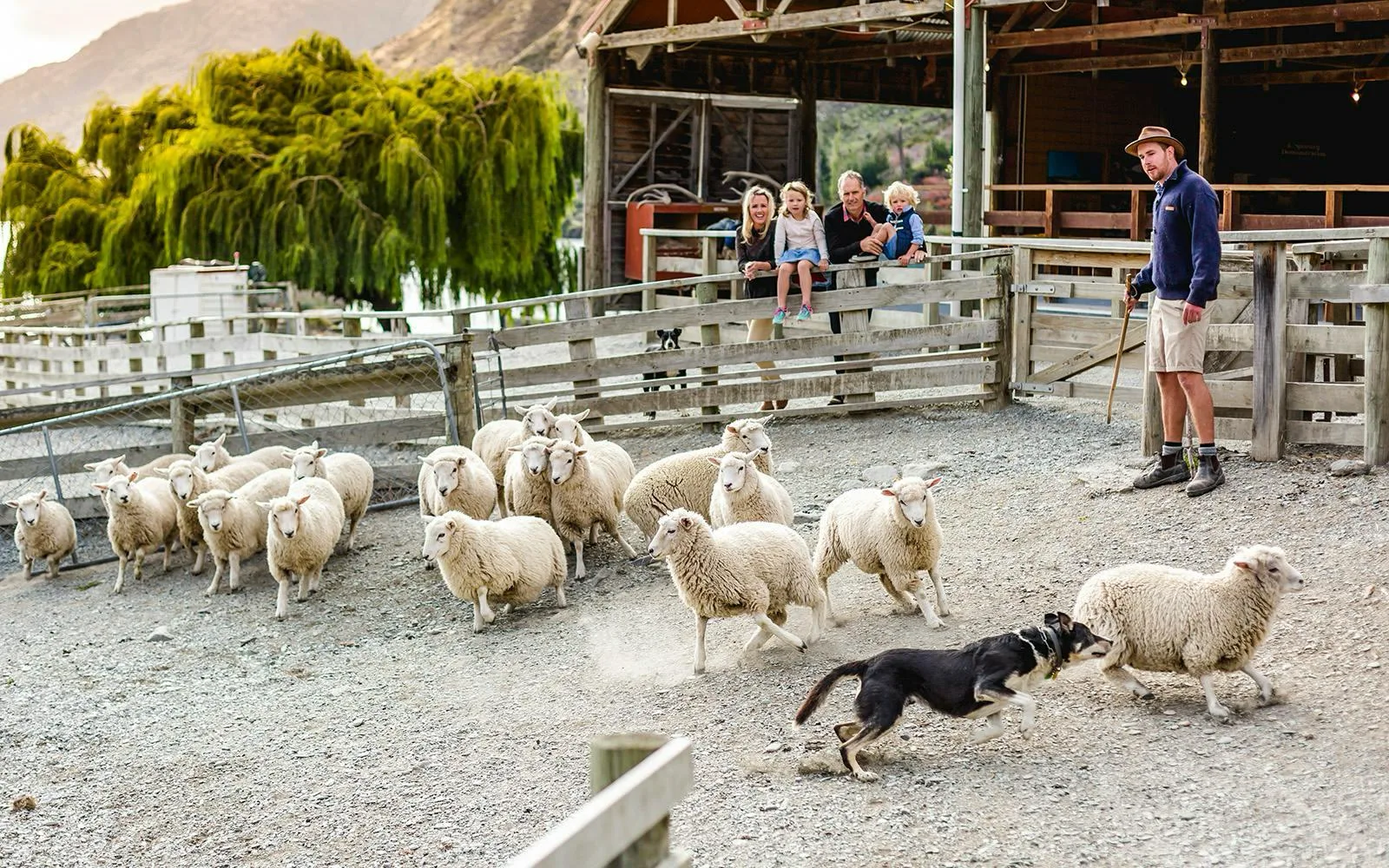 Walter Peak High Country Farm experience